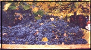 Uvas Cabernet Sauvignon